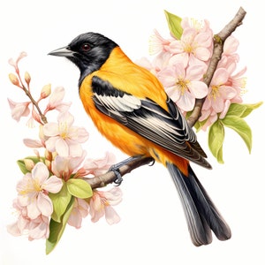 Oriole de Baltimore aquarelle, lot de cliparts, loriot de Baltimore coloré, décoration de chambre d'enfant, dessins d'oiseaux de l'Oriole de Baltimore, décoration murale d'oiseau
