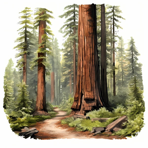 Redwood National Park Watercolor Sketch, Redwood National Park Printable Sketch Art, Card & Planner Making, Giant Sequoia, Redwoods Prints