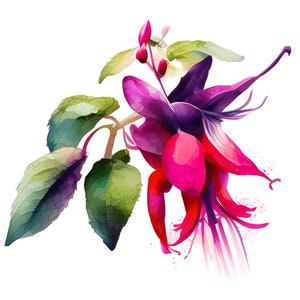 Imágenes prediseñadas de flores fucsias de acuarela, imágenes prediseñadas florales de flores de primavera, flores rosas, ramo rosa, fabricación de tarjetas, fabricación de diarios basura, comercial
