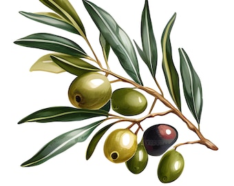 Olive Watercolor Graphic PNG Elements, Olive Branch Clipart, Olive Leaf Watercolor Olive Clipart, Card Making, Scrapbooking, Commercial Use
