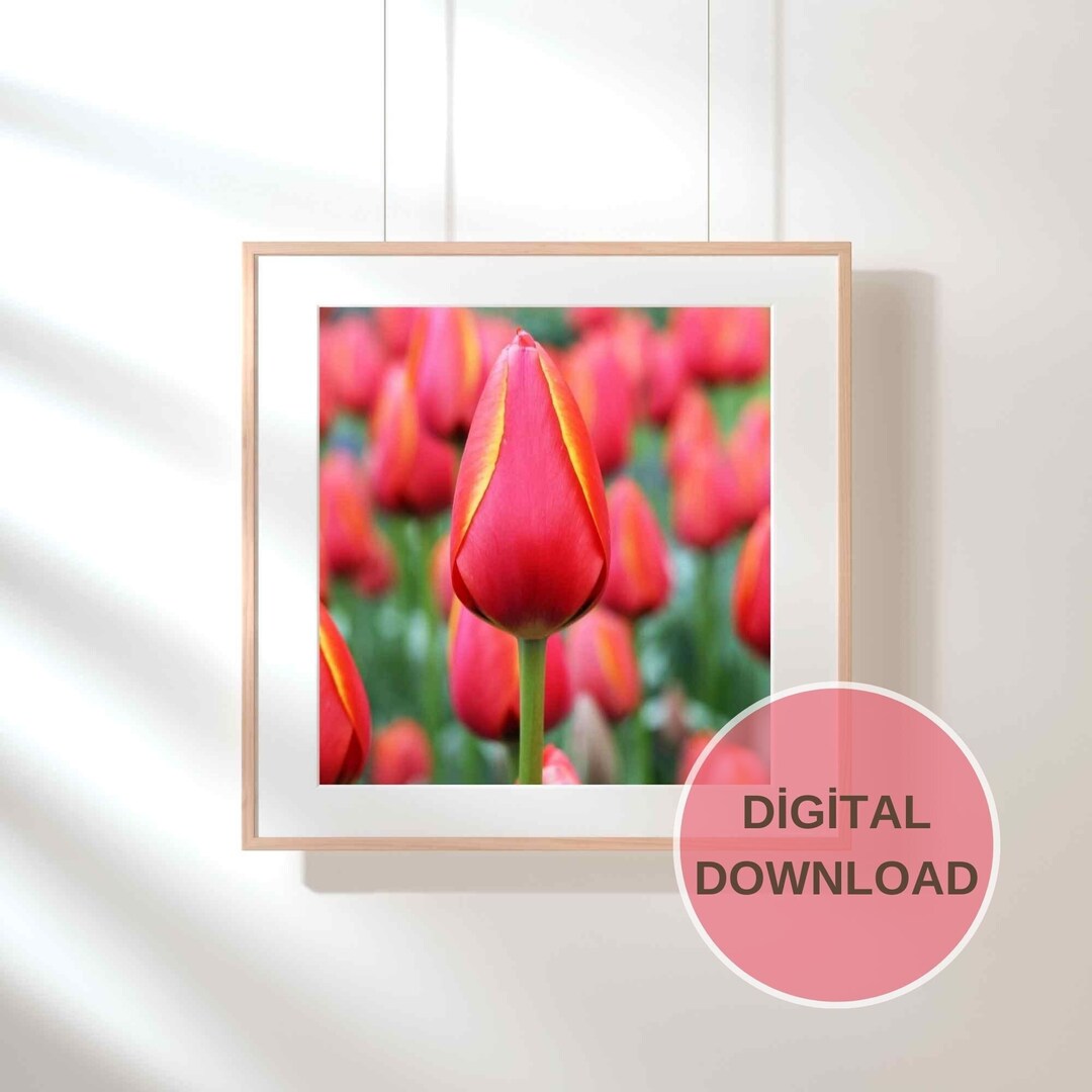Pink Tulip Fields, Digital Picture for Flower Wall Art, Tulip Stock Picture, Tulip Farm, Pink