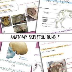 Puede incluir: Un gráfico de anatomía colorido con ilustraciones del cráneo humano y la extremidad pélvica. El gráfico incluye etiquetas para los diferentes huesos y características anatómicas. El texto "Anatomy Skeleton Bundle" está en la parte superior del gráfico.