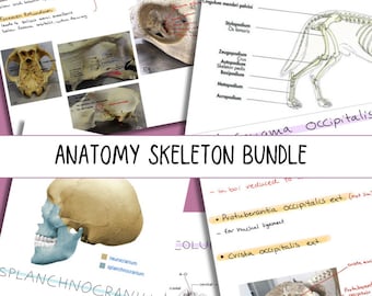 Vet Anatomy Bones/skeleton Bundle - Etsy