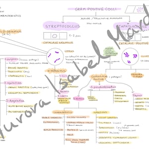Vet. Microbiology Bacteria mindmaps