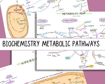 Biochemistry - metabolic pathways