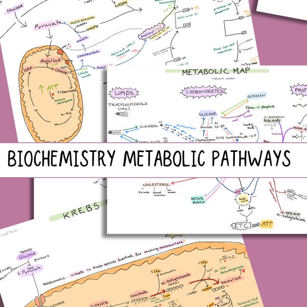 Biochemistry - metabolic pathways