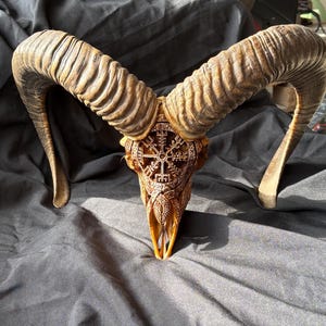 May include: A detailed, carved ram skull with large, curved horns. The skull is a light brown color with intricate carvings, including a central symbol. The horns have a textured, ridged appearance. The background is a dark gray fabric.