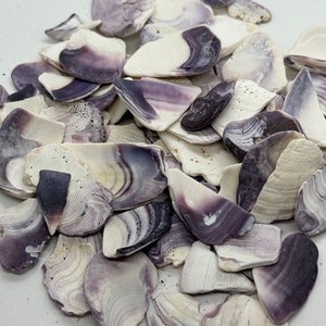 May include: A pile of purple and white seashells. The shells are smooth and have a natural, iridescent sheen.