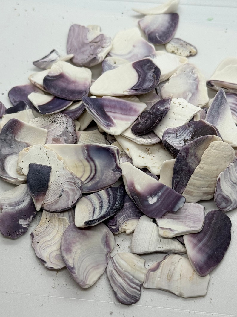 Authentic Cape Cod Wampum Shells | Purple Quahog Shell Pieces | Coastal ...