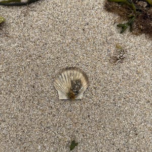 May include: A single, weathered scallop shell rests on a sandy beach. The shell is beige with darker brown markings and a textured surface. Seaweed and small pieces of plant life are scattered around the shell.