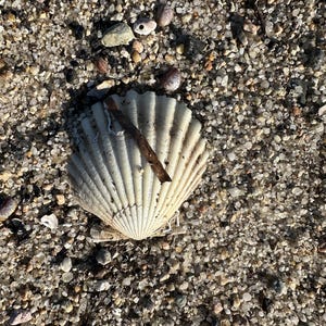 25 Cape Cod Scallop Shells - Handpicked Beach Treasures in Varied Sizes & Colors – Perfect for Crafts, Decor, and Weddings