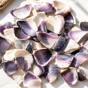 May include: A collection of seashells with a mix of purple and cream colors. The shells vary in size and shape, with some showing intricate patterns and textures. The arrangement is scattered, creating a natural, beachy aesthetic.