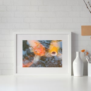 Tranquil Koi Fish Original Print