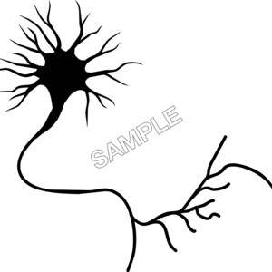 Neuron Brain Cell SVG Scientific Diagram