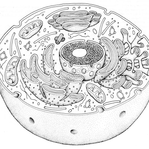 3D Cuttout Human Cell SVG Scientific Diagram SVG Microbiology SVG File Biology svg File