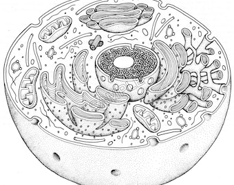 Recorte 3D Célula humana SVG Diagrama científico SVG Microbiología SVG Archivo Biología svg Archivo