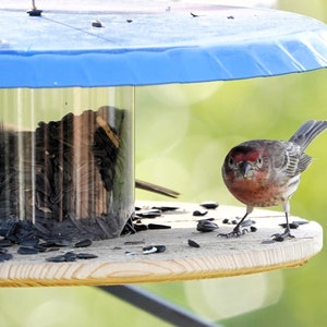May include: A small, red-breasted bird perches on a wooden bird feeder with a blue roof. The feeder is filled with black sunflower seeds.