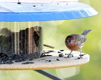 May include: A small, red-breasted bird perches on a wooden bird feeder with a blue roof. The feeder is filled with black sunflower seeds.