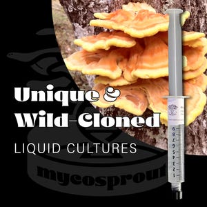 May include: A close-up of a syringe filled with a clear liquid, labeled "Wild-Cloned Liquid Cultures" and "mycosprout.co". The syringe is in front of a cluster of orange and yellow mushrooms growing on a tree trunk.