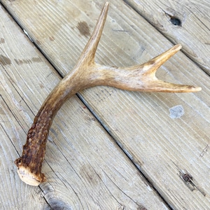 May include: A single deer antler featuring a textured, dark brown base that transitions into a smoother, lighter tan colour toward the two pointed tips. The antler has a curved main beam with a distinct fork, showcasing natural ridges and grooves.