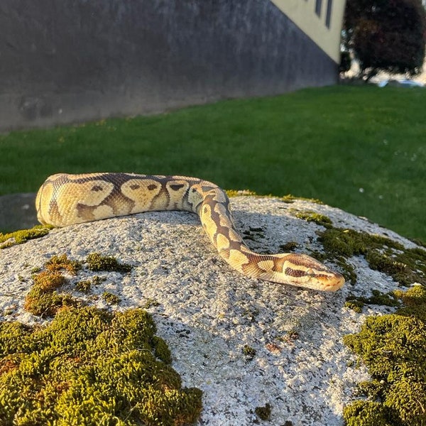 Ethically sourced ball python shed skin