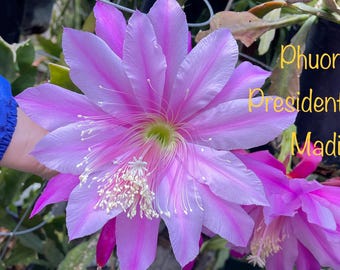 Epiphyllum Orchid Cactus " President James Madison" 8 inches Cutting Stem _ No root