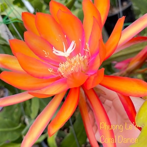 May include: Close-up of a vibrant orange and pink flower with long, pointed petals. The flower's center features white and yellow details. The text "Phuong Le's Coral Dance" is visible in the image. The flower is set against a backdrop of green foliage.