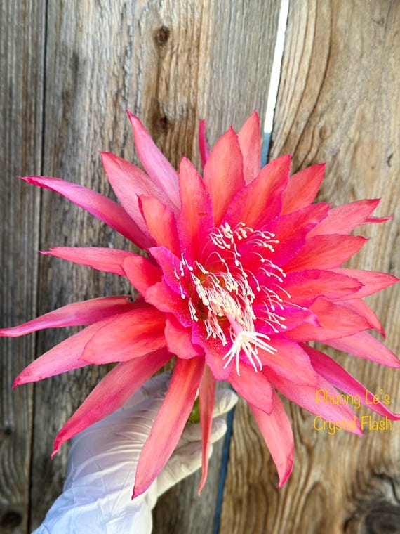 Epiphyllum Orchid Cactus " Crystal Flash" 8 inches Cutting Stem _ No root