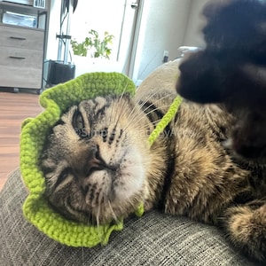 May include: A bright lime green crocheted hat with a ruffled brim and a thin chin strap, worn by a brown tabby cat. The hat features a textured, hand-stitched pattern and is designed to fit securely around the head with a simple tie closure.