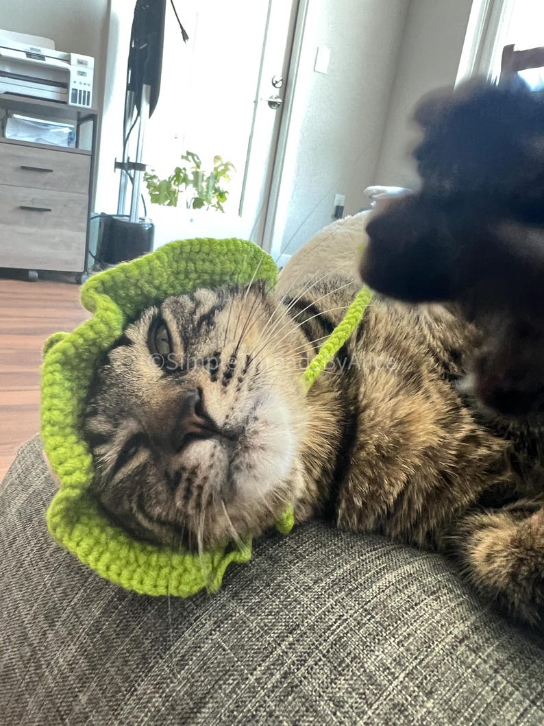 May include: A bright lime green crocheted hat with a ruffled brim and a thin chin strap, worn by a brown tabby cat. The hat features a textured, hand-stitched pattern and is designed to fit securely around the head with a simple tie closure.