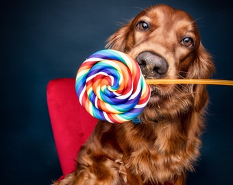 Single Rainbow Lollipop Photography Prop /Handmade Shatter Resistant / Fun, Vibrant & Pet-Friendly / Ready To Ship