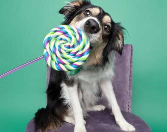 Single Holiday Lollipop Prop / Dog Photography Prop / Dog Party Prop / Party Prop