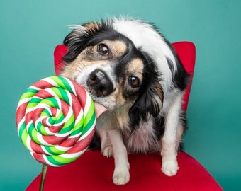 Single Holiday Lollipop Prop / Dog Photography Prop / Dog Party Prop / Party Prop / Christmas Themed