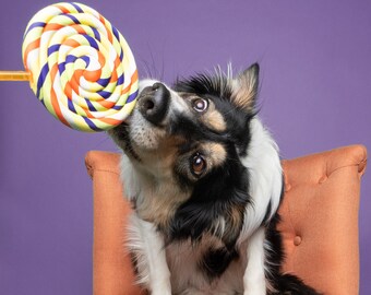 Single Halloween Lollipop Prop / Dog Photography Prop / Dog Party Prop / Party Prop