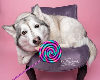 Teal Purple Pink Fake Lollipop Prop / Dog Photography Prop / Dog Party Prop / Ready To Ship / Dog mom must have