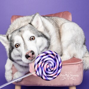 Single Purple Fake Lollipop Prop / Popular Photography Prop / Dog Party Must Have / Puppy 1st Birthday Party / Ready To Ship image 3