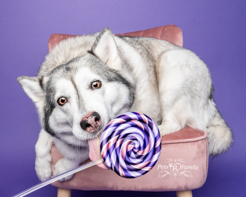 Single Purple Fake Lollipop Prop / Popular Photography Prop / Dog Party Must Have / Puppy 1st Birthday Party / Ready To Ship image 3