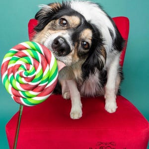 Single Holiday Lollipop Prop / Dog Photography Prop / Dog Party Prop / Party Prop / Christmas Themed
