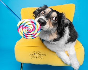 Single Summer Time Fake Lollipop Prop / Dog Photography Prop / Dog Party Prop /  1st Birthday Party / Ready To Ship