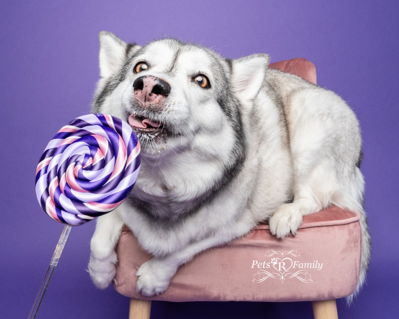 Single Purple Fake Lollipop Prop / Popular Photography Prop / Dog Party Must Have / Puppy 1st Birthday Party / Ready To Ship image 4