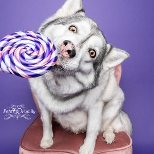 Single Purple Fake Lollipop Prop / Popular Photography Prop / Dog Party Must Have / Puppy 1st Birthday Party / Ready To Ship image 1