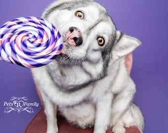 Single Purple Fake Lollipop Prop / Popular Photography Prop / Dog Party Must Have / Puppy 1st Birthday Party / Ready To Ship