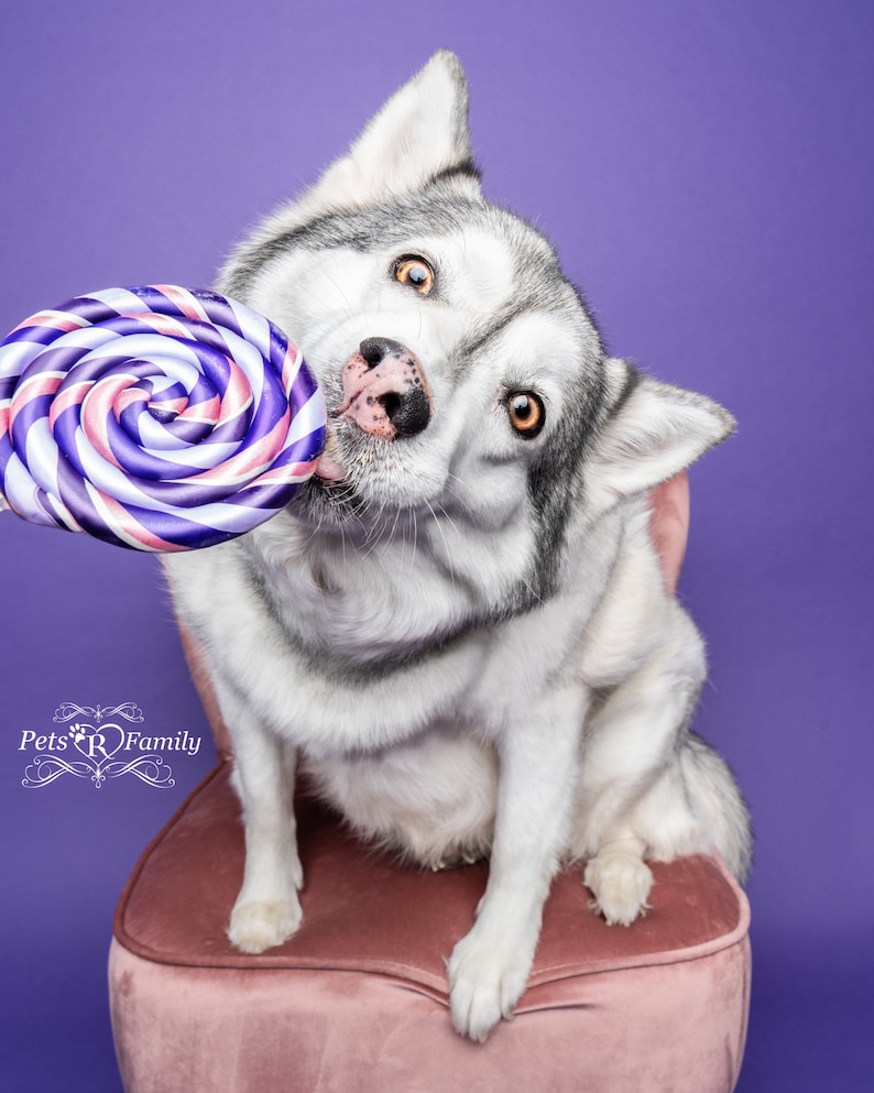 Single Purple Fake Lollipop Prop / Popular Photography Prop / Dog Party Must Have / Puppy 1st Birthday Party / Ready To Ship image 1