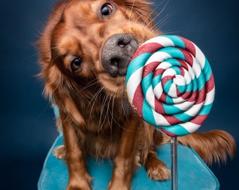 Single Lollipop Prop / Red, White & Blue / Photography Prop / Dog Party / Puppy 1st Birthday / Independence Day / Ready To Ship