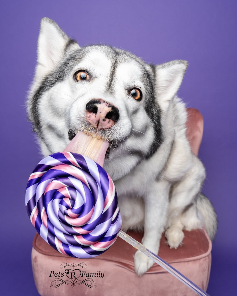 Single Purple Fake Lollipop Prop / Popular Photography Prop / Dog Party Must Have / Puppy 1st Birthday Party / Ready To Ship image 2