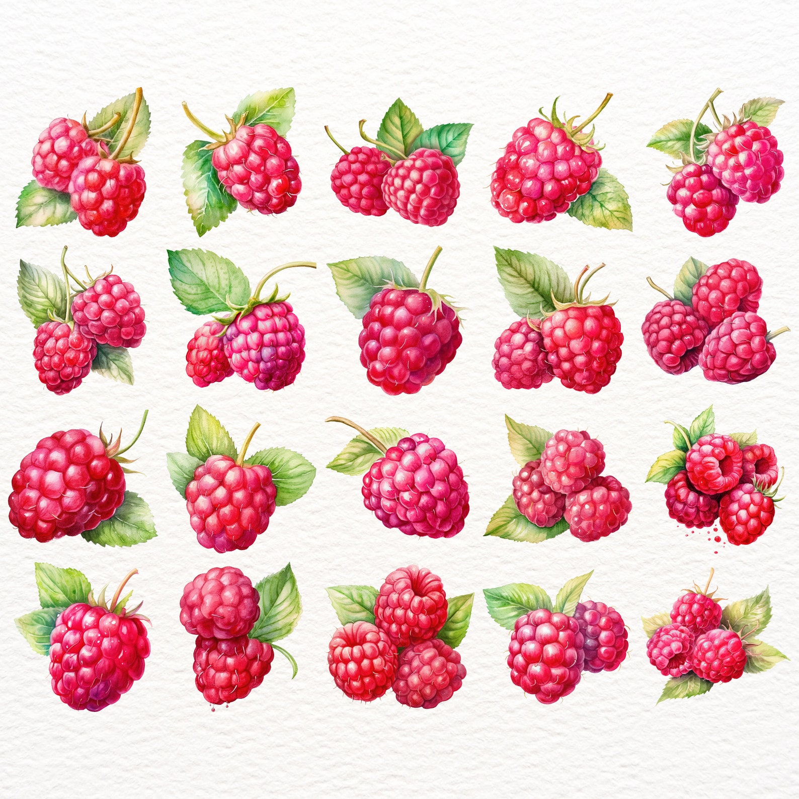 Watercolor Raspberry Simple Watercolor Raspberry Clipart Bundle - 20 Juicy Berry Illustrations ...