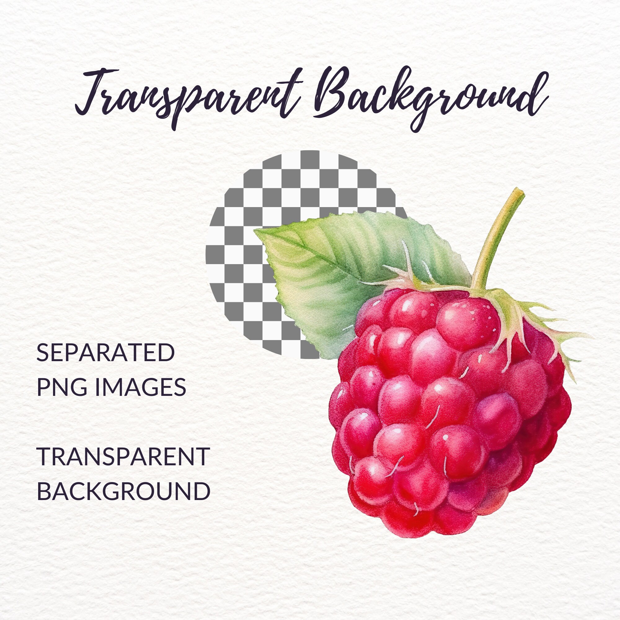 Watercolor Raspberry Simple Watercolor Raspberry Clipart Bundle - 20 Juicy Berry Illustrations ...
