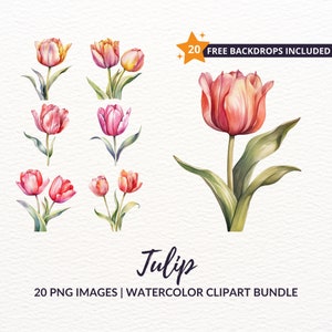 Watercolor Tulip Clipart Bundle - 20 Floral Spring PNG Graphics, Instant Download, Commercial Use
