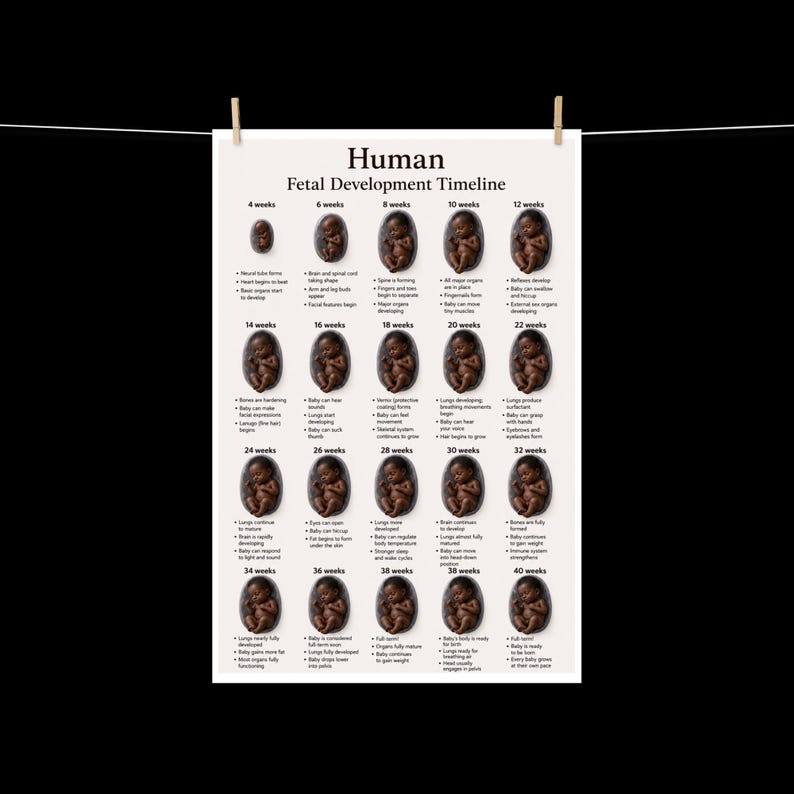 Human Fetal Development Timeline 24x36 Poster | Pregnancy Week by Week ...