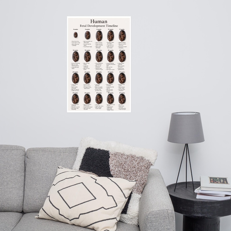Human Fetal Development Timeline 24x36 Poster | Pregnancy Week by Week ...